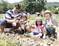  괴산군 감물감자축제 내달 18일부터 3일간 열린다