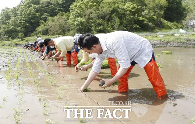 이차영 괴산군수(맨 오른쪽) 등이 7일 소수면 고마리 허연규씨의 논에서 올해 첫 모내기를 하고 있다. / 괴산군 제공
