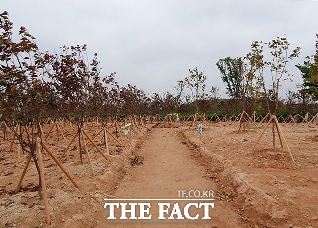 익산시는 오는 10일 오전 9시부터 분양 수목 소진 시까지 분양신청을 접수한다고 7일 밝혔다. /익산시 제공