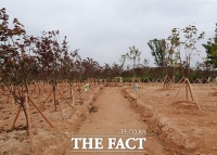  익산시, 신생아 탄생가념 수목 무료 분양