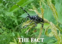  국립산림과학원, 고로쇠나무 '알락하늘소' 피해 주의보