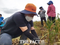  서귀포시, 마늘 디자인 마스크 제작... 마늘 효능 홍보·자원봉사자 지원 '1석2조'
