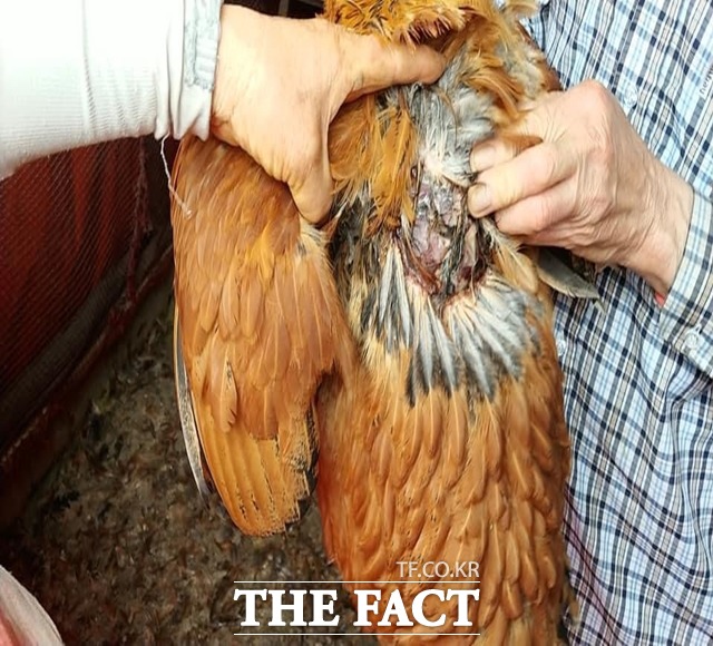 김해시 한림면의 한 양계장의 닭이 들개 떼에 물려 죽었다./김호대 경남도의원 페이스북 캡처