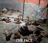  김해 양계장 개(犬) 떼 습격에 닭 1000여 마리 폐사