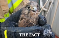  진천서 옷가게 들어온 '탈진 황조롱이' 구조