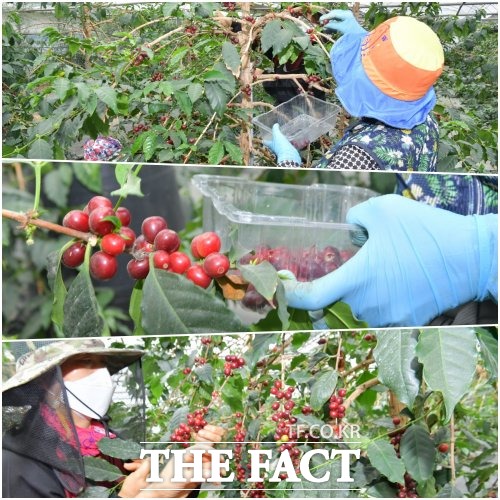 전북 순창군이 21일 순창읍 복실리 과학영농실증포에서 순창산 커피의 올해 첫 수확을 알렸다. /순창군 제공