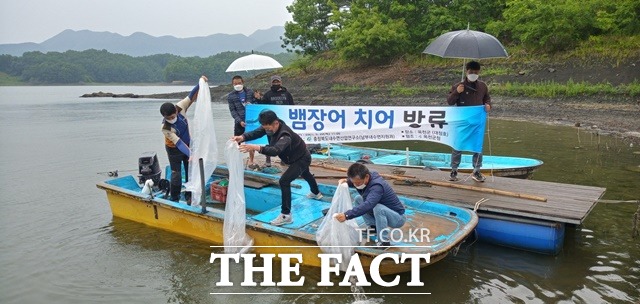 충북도내수면연구소 관계자들이 20일 옥천군 대청호에 뱀장어 치어를 방류하고 있다. 충북지역 자연산 뱀장어 어획량이 전국 어획량의 30%를 차지하고 있다. / 충북도 제공