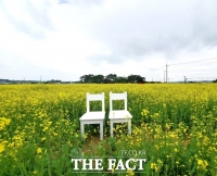 천안 도심에 유채꽃밭과 밀밭 장관...'힐링하세요'