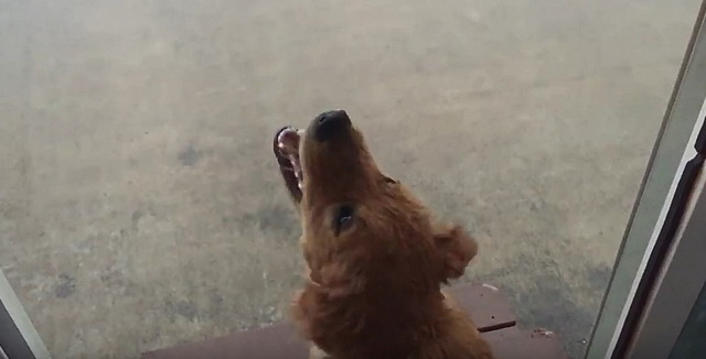 경기 남양주북부경찰서는 23일 사고가 난 인근에서 개 사육장을 운영하는 A씨를 참고인 신분으로 불러 조사했다. /더팩트DB