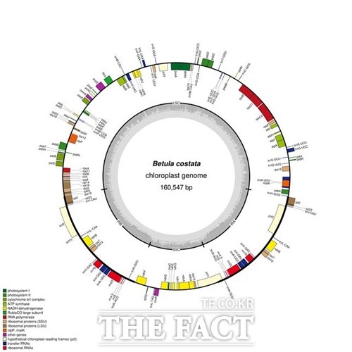 거제수나무 엽록체 DNA 유전자지도 / 산림과학원 제공