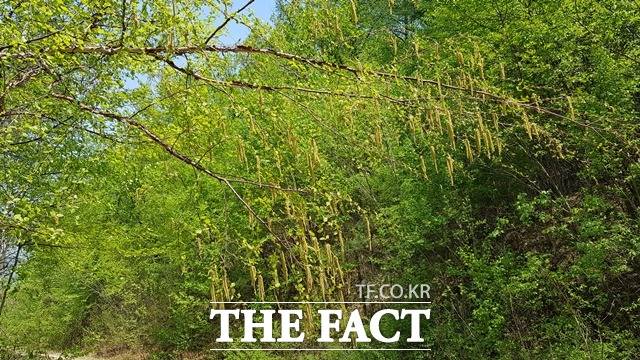 거제수나무 꽃 / 산림과학원 제공