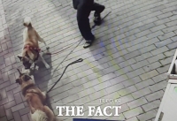  경비견의 고양이 사냥... '인지능력부족한 견주 실질 처벌은?'