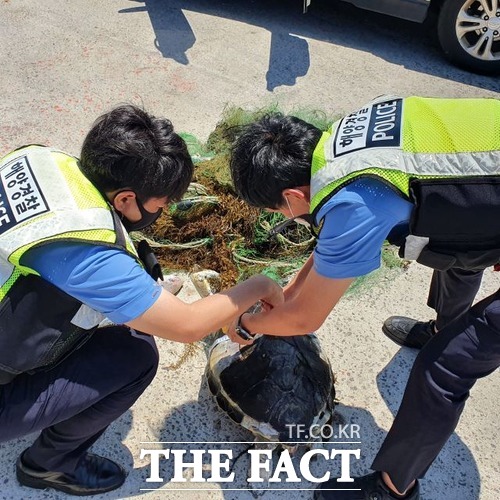 제주해양경찰서가 24일 오전 제주시 조천읍 서우봉 인근 해상에서 해양생물보호종인 푸른바다거북 사체를 발견했다. / 제주해양경찰서 제공