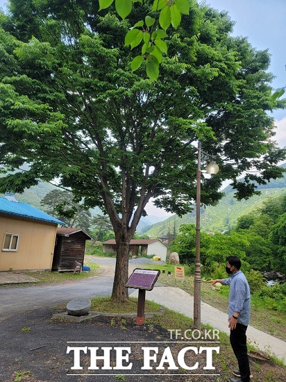지난 2005년 노무현 전 대통령이 한드미마을 방문 기념으로 심은 느티나무는 8m 높이로 훌쩍 자라 있었다. ​/ 단양 전유진 기자