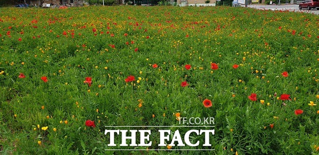 괴산읍 홍범식 고가 인근에 조성된 꽃단지. 최근 금영화와 양귀비꽃이 형형색색 꽃을 피워 주민들의 힐링공간이 되고 있다. / 괴산군 제공