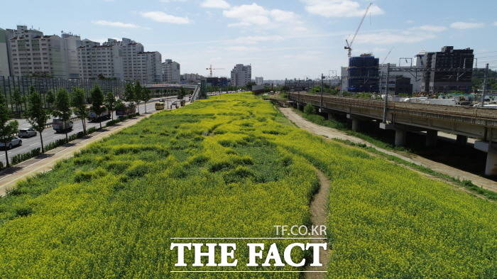 오산시는 오산대역 인근 국도와 철도사이 2만9000㎡에 유채꽃 단지를 조성했다. /오산시 제공