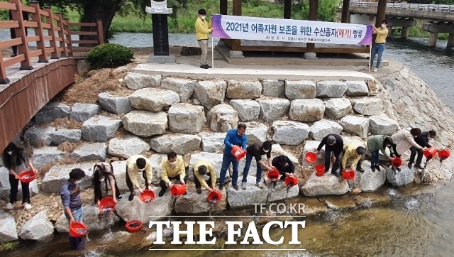 정읍시의 방류 행사는 내수면 생태계의 서식 환경 변화와 무분별한 어획 등으로 감소하고 있는 토종 어종의 자원을 증강하기 위해 마련됐다. / 정읍시 제공