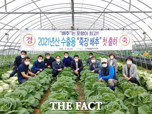 포항시가 지역의 대표 수출작물로 육성하고 있는 죽장 봄 배추가 26일 수출을 위해 첫 출하를 시작했다./포항시 제공