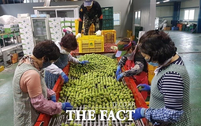 하동 햇매실 출하 시작/하동군 제공