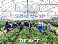  포항, 죽장 '봄 배추' 대표 수출품목으로 육성