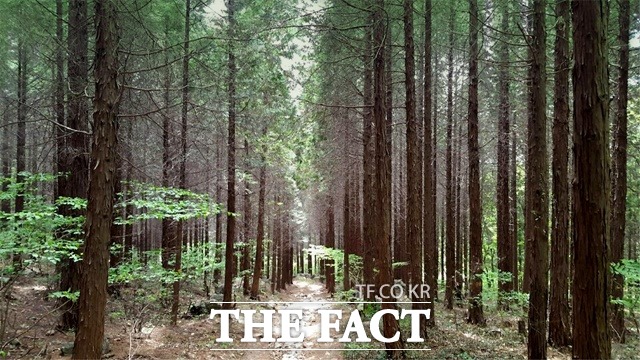 창원 대장동 편백 숲 / 산림청 제공