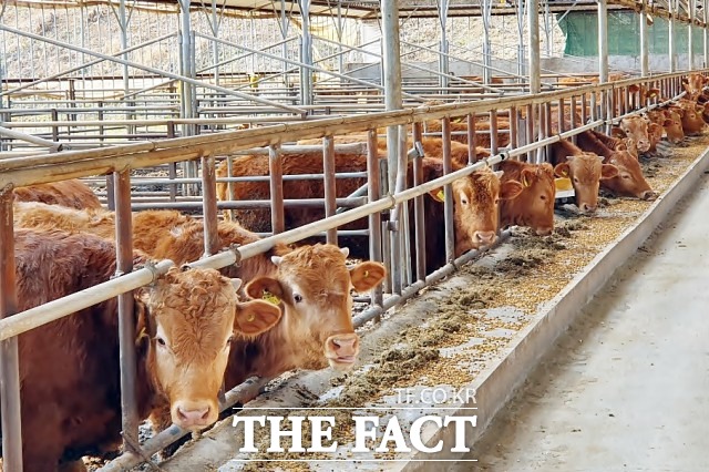 정읍시는 여름철 축산악취 기승을 막기 위해 6월부터 단위 면적당 초과 사육 농가에 대해 집중적인 지도 단속을 펼칠 계획이며 축사 악취와 사육밀도 초과 등 위반사항이 확인되면 현장 지도와 함께 관련 법령에 따라 과태료를 부과할 예정이다. / 정읍시 제공