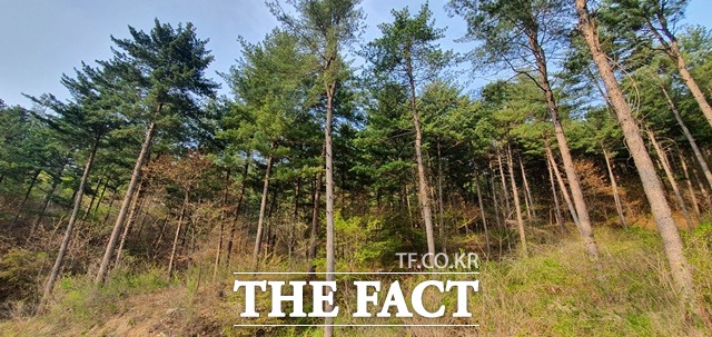 양평 잣나무 숲 / 산림청 제공