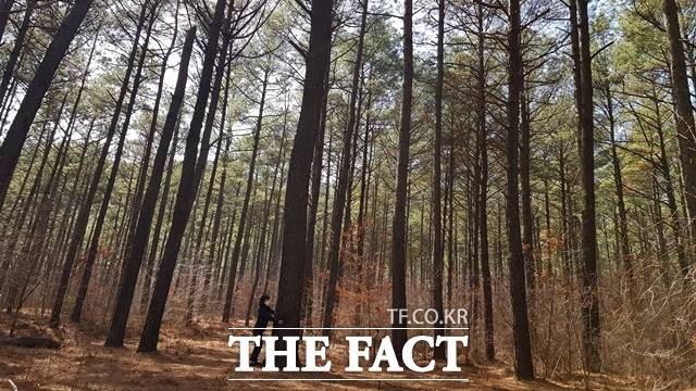 대전 리기테다소나무 우량 숲 /산림청 제공