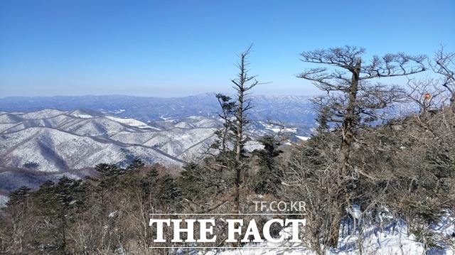 평창 ‘발왕산 생태 숲’ / 산림청 제공