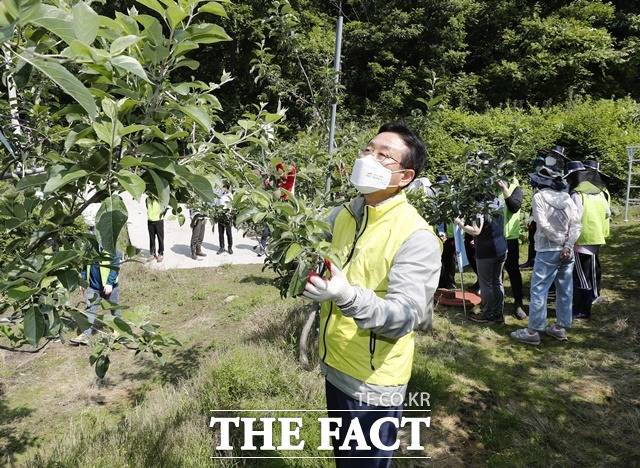 이차영 군수(앞쪽) 등 괴산군청 직원들이 휴일인 29일 괴산읍 신기리 한 사과과수원에서 적과작업을 하고 있다. / 괴산군 제공