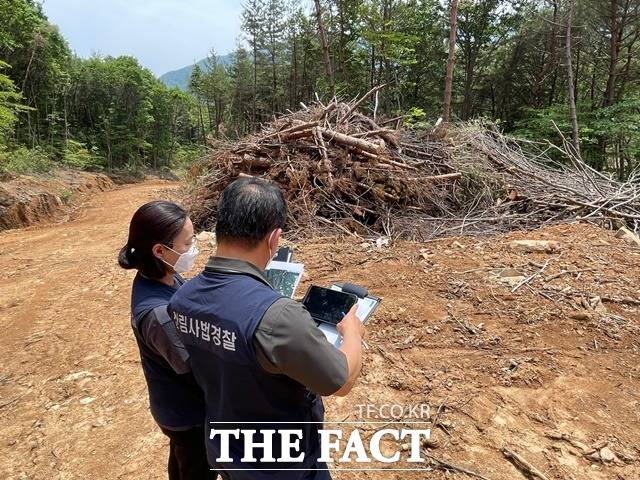 산림청이 6월 한달 동안 산림보호지역 내 불법 벌채 행위에 대해 집중 단속을 벌인다. / 산림청 제공