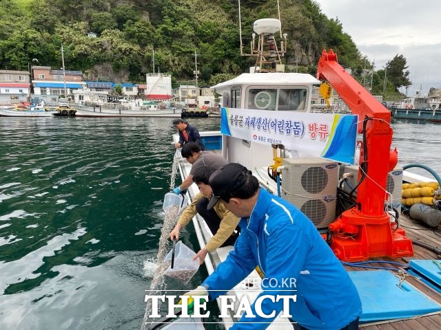 울릉군은 연안바다 수산자원 조성을 위해 울릉군 북면 현포리에 위치한 울릉군 수산종자 배양장에서 자체 생산한 어린 참돔 32만 마리를 31일 저동, 신흥어촌계 마을어장에 무상 방류했다. /울릉군 제공