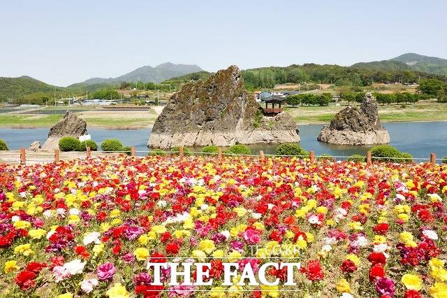 단양군은 충청권 대표 관광명소인 도담삼봉 앞에 백일홍과 석죽 2만 송이를 심어 관광객들에게 볼거리를 제공하고 있다. / 단양군 제공