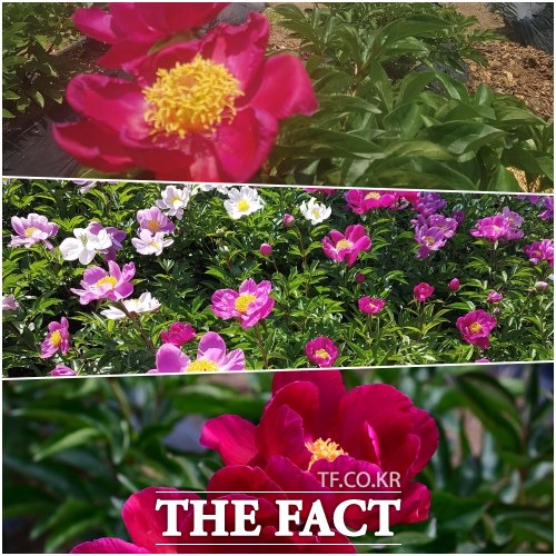 전북 남원시가 2019년부터 새로운 소득작물 발굴을 위해 약용작물을 육성지원하고 있는 가운데 작약 꽂이 아영면 봉대리에 절정을 이루고 있다. /남원시 제공