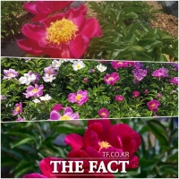  지리산자락 남원에 약용작물 '작약 꽃' 절정