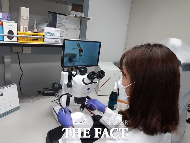 대전에서 올해 첫 일본뇌염 매개 작은빨간집모기가 발견됐다. / 대전시보건환경연구원 제공