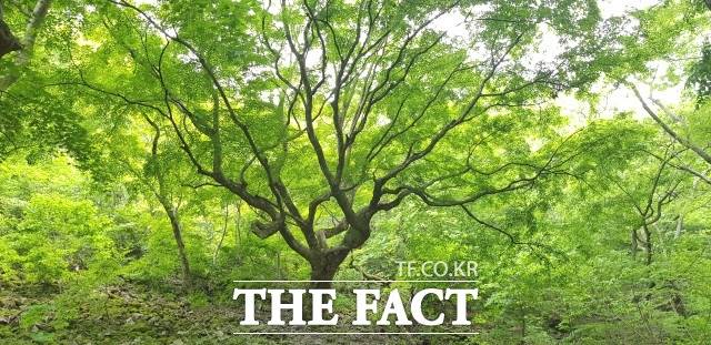 내장산 단풍나무는 전국 최고의 단풍명소로 유명한 정읍을 대표하는 자연유산이라는 점에서 큰 의미가 있다. 문화재청은 내장산 단풍나무에 대해 30일간의 예고 기간 동안 의견을 수렴한 후, 문화재위원회의 심의를 거쳐 국가지정문화재 천연기념물로 지정할 계획이다. / 정읍시 제공