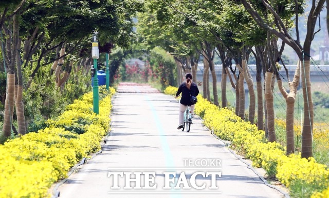 황금달맞이꽃은 현재 노랗게 만개해 산책 나온 시민들을 맞이하고 있다. 황금달맞이꽃의 꽃말은 ‘무언의 사랑’으로 정읍사 여인의 지고지순한 사랑과 어울려 선정하게 됐다. / 정읍시 제공