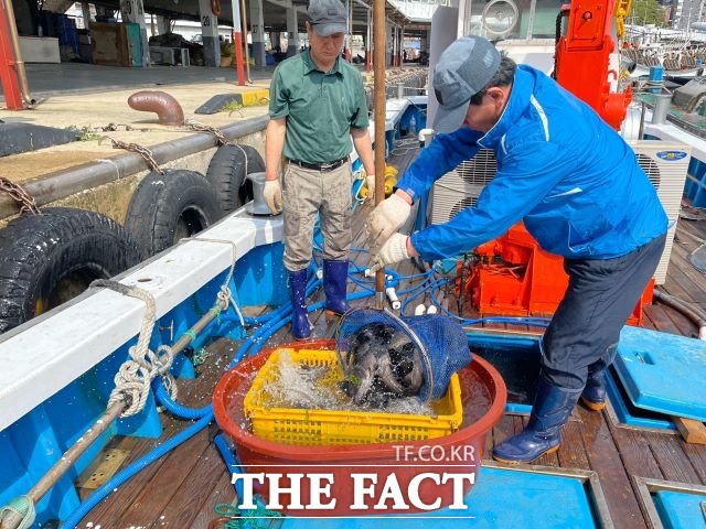 울릉군은 3일 울릉군 북면 현포리 해상 양식시설에서 육성한 어류를 울릉군수협 위탁 판매를 통해 관내 활어횟집들에 공급했다. /울릉군 제공
