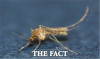  전북서 올해 첫 일본뇌염 매개 모기 발견
