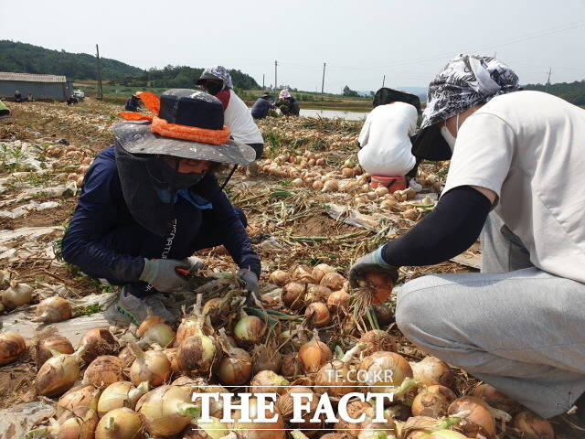 함평군청 산하 공무원들이 농촌 일손돕기에 나서 양파 줄기를 자르며 구슬땀을 흘리고 있다./함평군 제공
