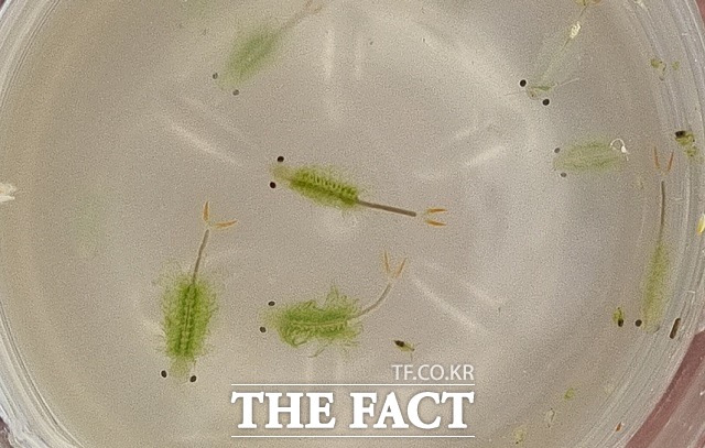 충북 제천 의림지뜰 친환경농업단지에서 발견된 풍년새우가 헤엄을 치고 있다. / 제천시 제공