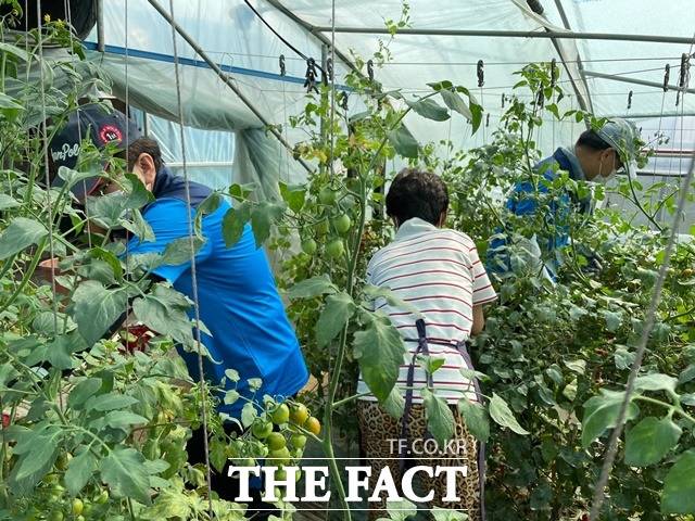 충북연구원 직원들이 9일 괴산군 사리면 토마토재배 비닐하우스에서 생산적 일손봉사를 하고 있다. 충북도내에서 올해 들어 지난달 말까지 9만3938명이 생산적 일손봉사에 참여해 농가와 중소기업 3277곳을 도왔다. / 충북도 제공