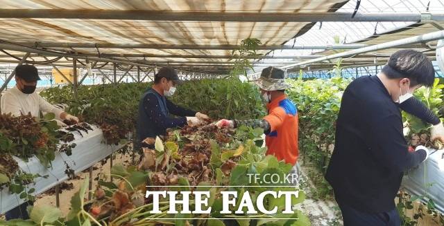 농가주는 “장기화된 코로나19로 인해 딸기를 수확하지 못하고 모두 폐기할 정도로 인력을 구하기 어려운 상황에서 이렇게 도움을 받을 수 있어 얼마나 고마운지 모르겠다”라며 감사를 표했다. / 정읍준법지원센터 제공