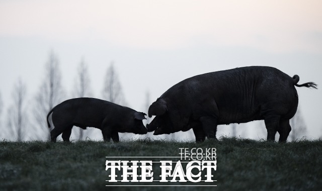 충북도가 9일 오전 0시를 기해 지난달 4일 강원도 영월군 흑돼지 농가의 아프리카돼지열병(ASF) 발생으로 취해졌던 모든 이동제한 조치를 해제했다. /더팩트DB