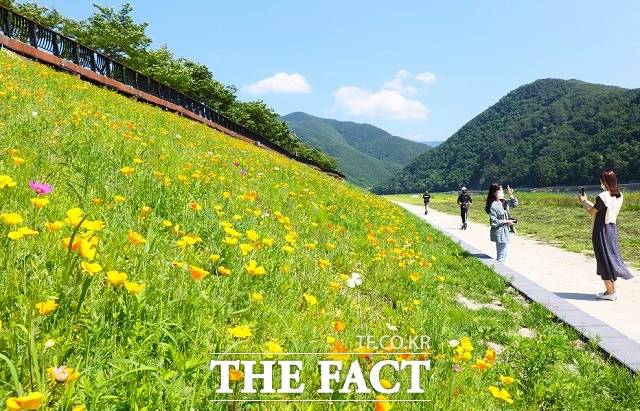 단양강 수변 인공콘크리트 사면에 금영화와 꽃양귀비가 활짝 피어 관람객 눈길을 사로잡고 있다. / 단양군 제공