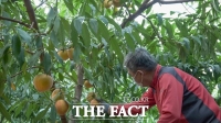  '과일의 고장' 충북 영동, 복숭아 출하 한창