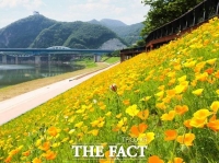  눈길 멈추게 하는 단양강…금영화‧꽃양귀비 '노랑 물결'