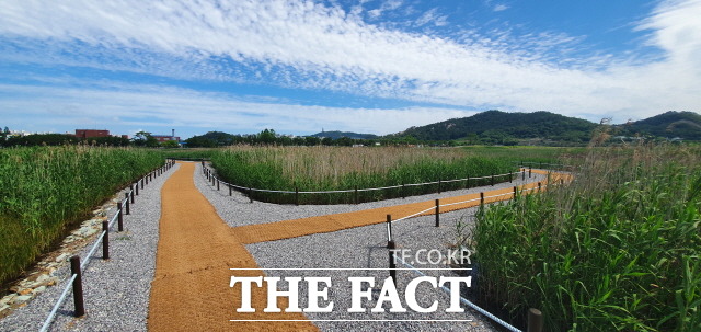 해변맛길 30리조성사업에서 개통된 2구간 환경생태길 남항 갈대밭./목포시 제공