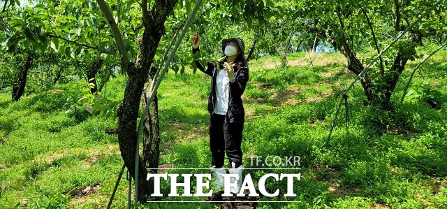 전북 임실군이 사과와 배 재배 농가를 대상으로 과수 화상병 및 가지검은마름병 예방과 확산 방지를 위해 정밀예찰을 강화한다. /임실군 제공